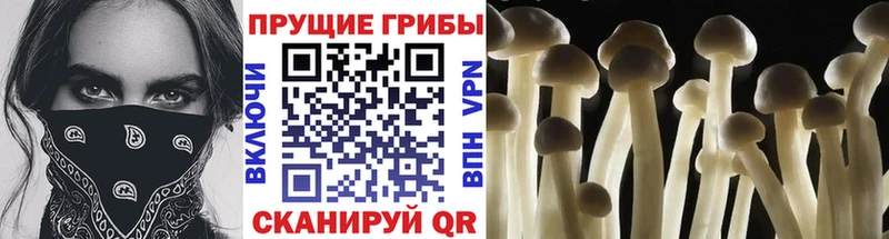 Галлюциногенные грибы Psilocybine cubensis  даркнет сайт  Олонец 